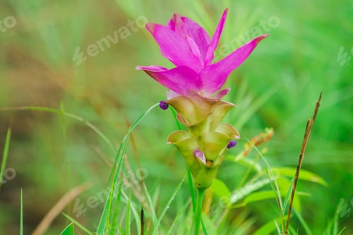 Preview: Curcuma sessilis is a herbaceous plant.