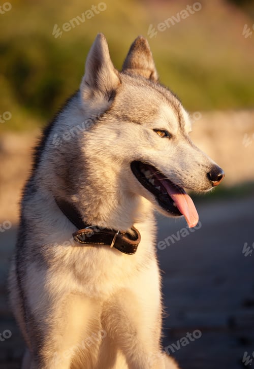 Preview: Husky