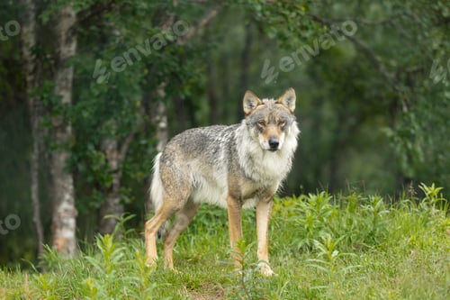 Preview: Large male grey wolf looing for enemies in the forest