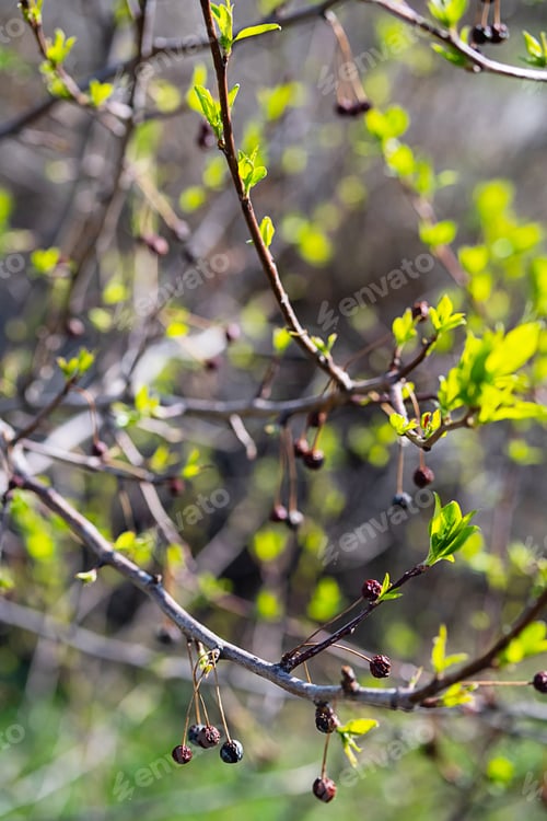 Preview: Spring New Leaves with Old Dry Berries on Branch, Selective Focus.
