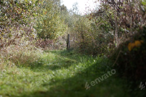 Preview: A selective focus shot of a green field