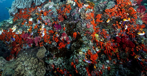 Preview: Colorful sea life underwater, shallow underwater seascape