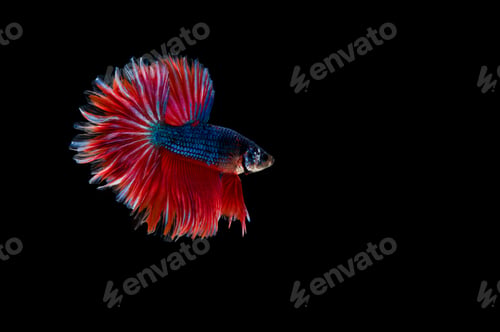 Preview: Beautiful colorful of siamese betta fish