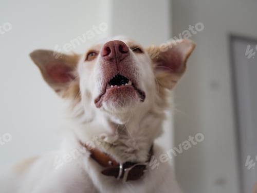 Preview: white dog close up