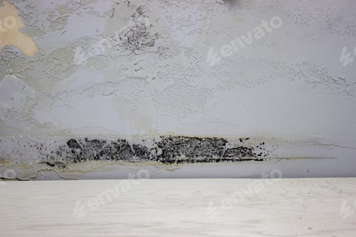 Preview: black mold on the wall. Fungus on the wall after the flooding of the house.