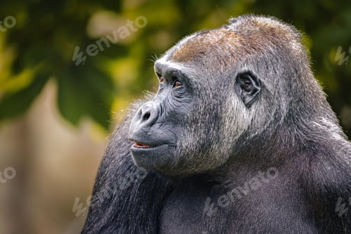 Preview: Gorilla close-up in natural habitat
