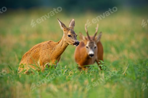 Preview: Couple of roe deer buck and doe standing on a stubble field with green clover