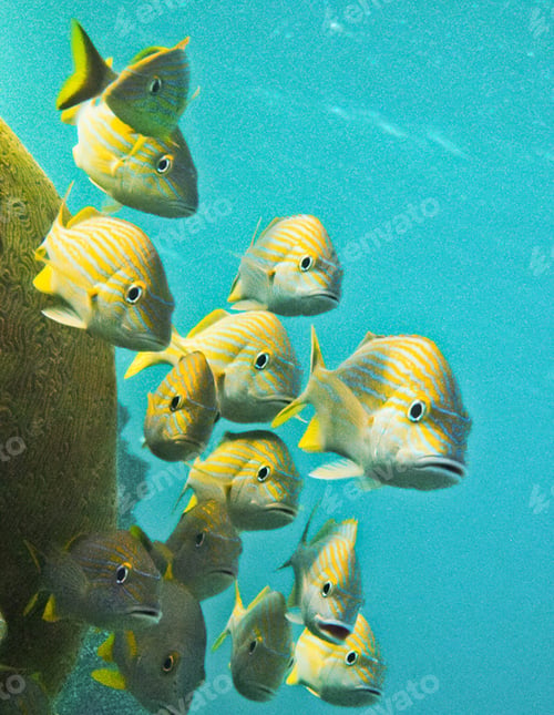 Preview: Colorful sea life underwater, shallow underwater seascape