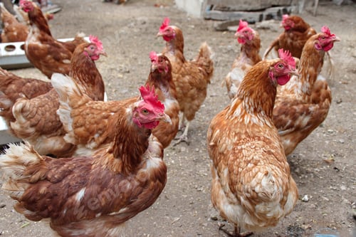 Preview: Closeup of chickens on the rural farm in Croatia