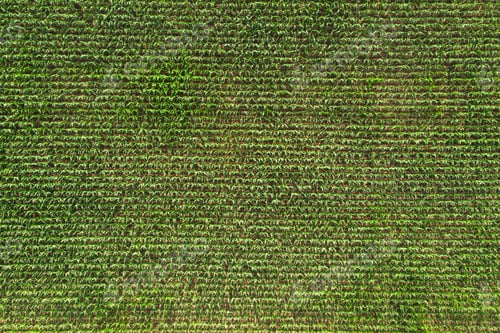 Preview: A field of green grass with a few weeds