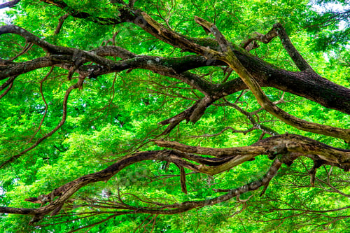 Preview: the forest tree
