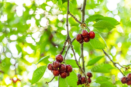 Preview: Ripe cherries on a tree branch