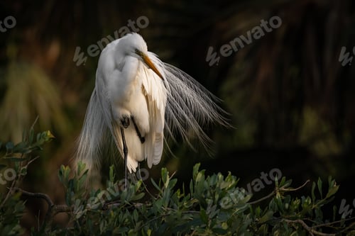 Preview: A Great Egret in Florida