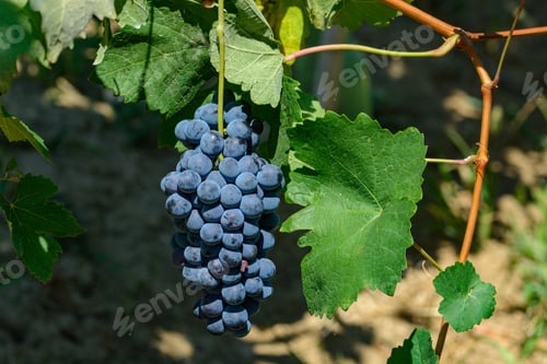 Preview: Vineyards of Oltrepo Pavese at summer