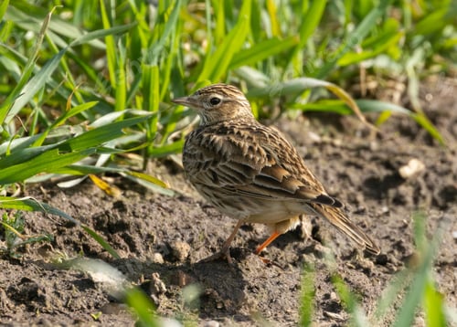 Preview: Skylark perched on a ground