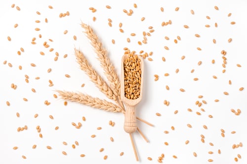 Preview: Wheat grain in wooden scoop, bundle of wheat spikes and scattered grains isolated on white
