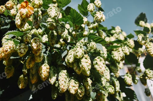 Preview: low angle view of hop cones and green leaves in garden
