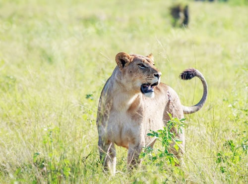 Vista previa: A Magical Botswana Wildlife place in World