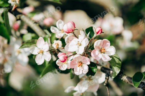 Preview: Apple blossoms in spring. Beautiful Apple blossoms.