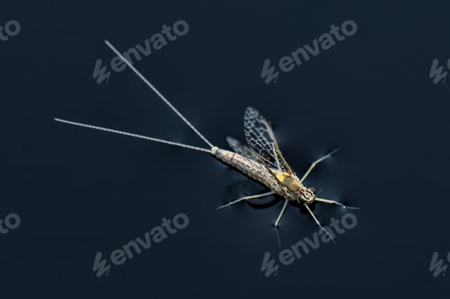 Preview: Macro of a mosquito on water