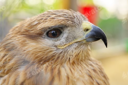 Preview: Hawk portrait. Bird in nature.