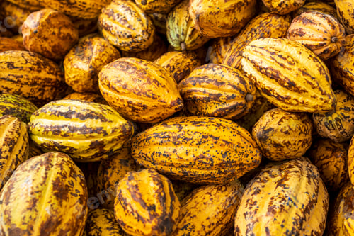 Preview: Cocoa beans and cocoa pod on a wooden surface.