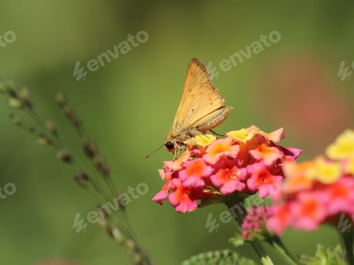 Preview: Butterfly on a colorful flower