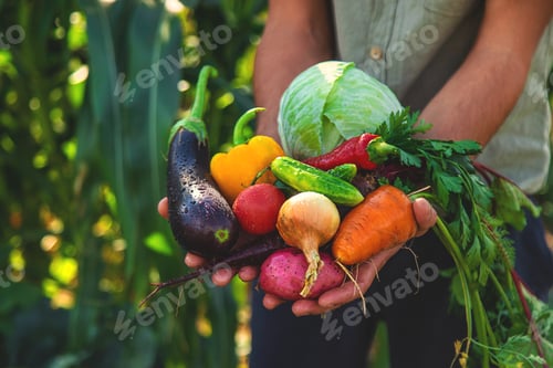 Preview: A man farmer is harvesting vegetables in the garden. selective focus.
