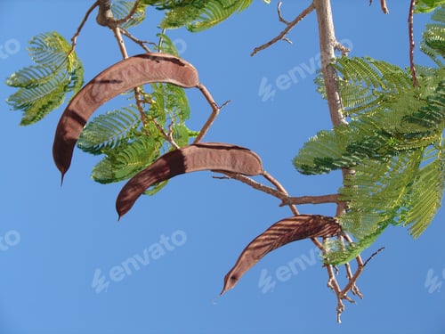 Preview: Branch of a carob tree with green leaves against the blue sky
