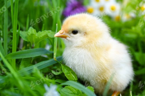 Preview: Close-up little chicken on green grass with daisies