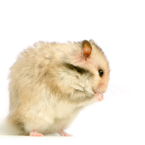 Vorschau: Hamster