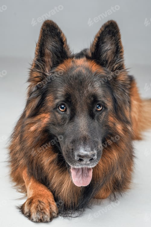 Preview: Belgian sheepdog with brown fur against white background