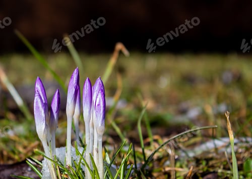 Preview: Wild Purple Crocuses blooming in their natural environment in the forest. Crocus heuffelianus.