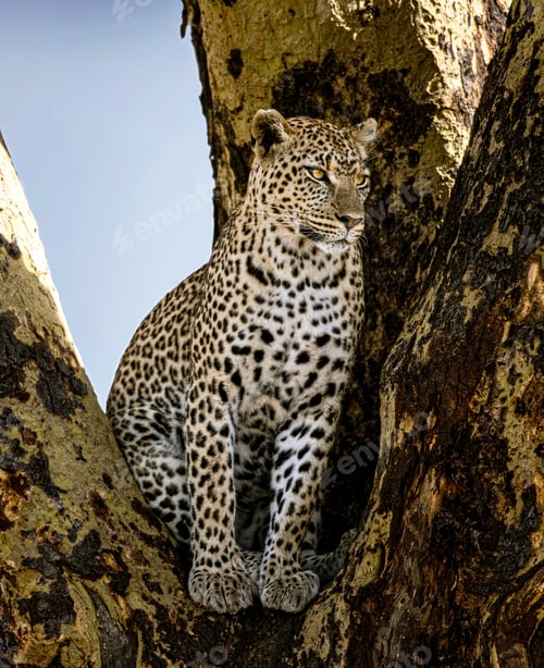 Preview: Leopard resting on a tree in the african savanna