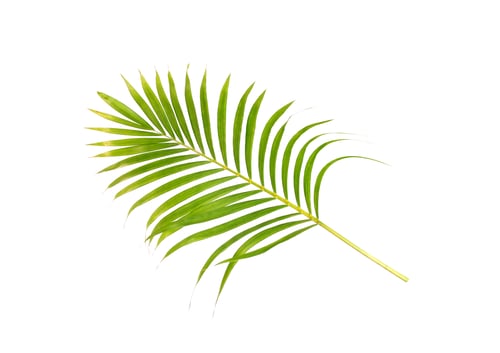 Preview: green leaf of palm tree on white background