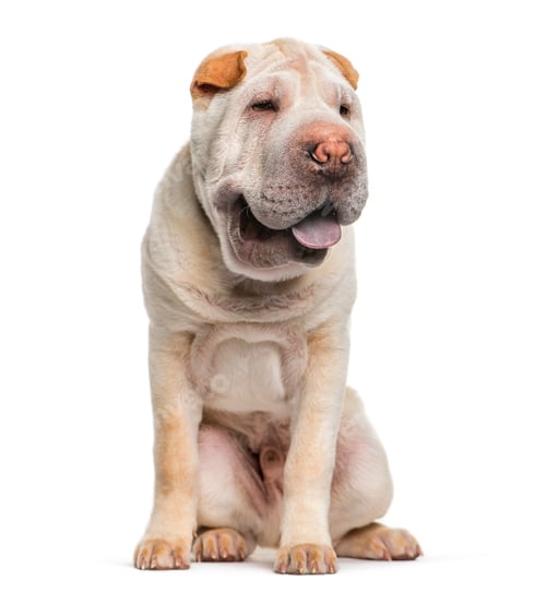 Preview: Shar Pei, 5 months old, sitting in front of white background