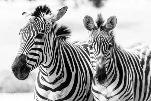 Preview: Black and white shot of two zebras standing in a grassy savannah.