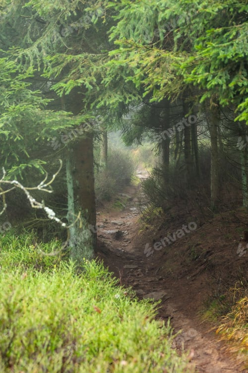 Preview: Scenic path shrouded in fog in a wooded area on a misty day