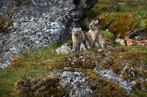 Preview: Beautiful shot of arctic foxes during the day in Svalbard