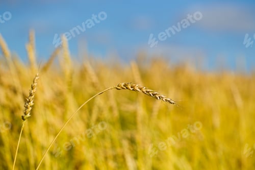 Preview: Wheat field on a summer sunny day
