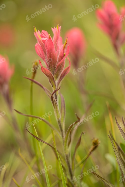 Preview: Rosy Indian Paintbrush Wildflower