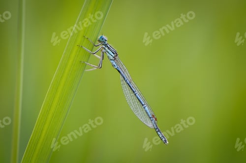Preview: Beautiful cute dragonfly, White legged Damselfly