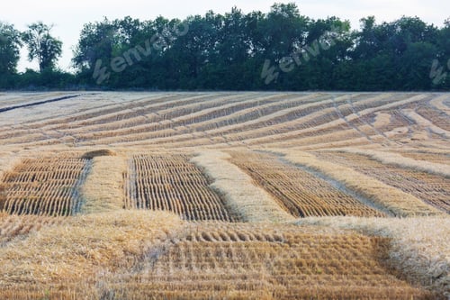 Preview: Wheat field