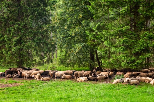 Preview: Flock of sheep grazing in forest, Tatra Mountains, Poland