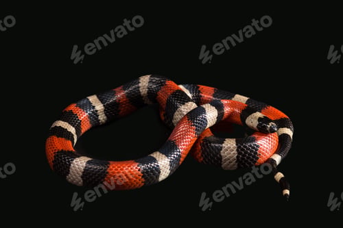 Preview: Pueblan Milk Snake Or Campbell'S Milk Snake, Lampropeltis Triangulum Campbelli, Isolated On Black
