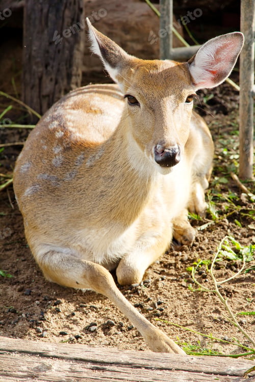 Preview: Axis Deer at a zoo