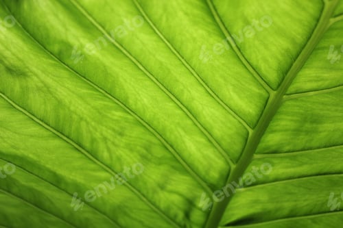 Preview: Green leaf veins, natural backgrounds