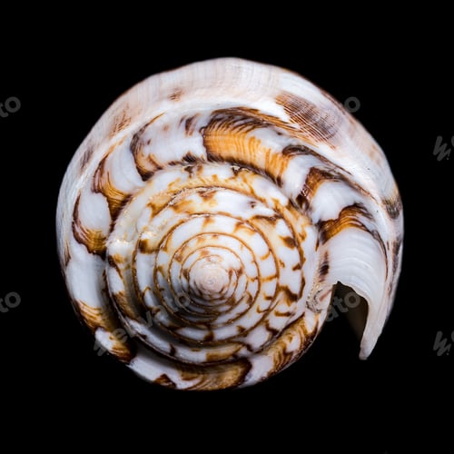 Preview: Striated Cone Shell on a black background