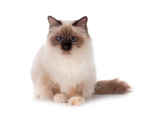 Preview: birman cat in studio