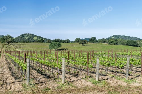 Preview: Vineyards in rural Sonoma.
